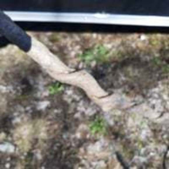 Glass tip handmade walking stick - Picture 6 of 7